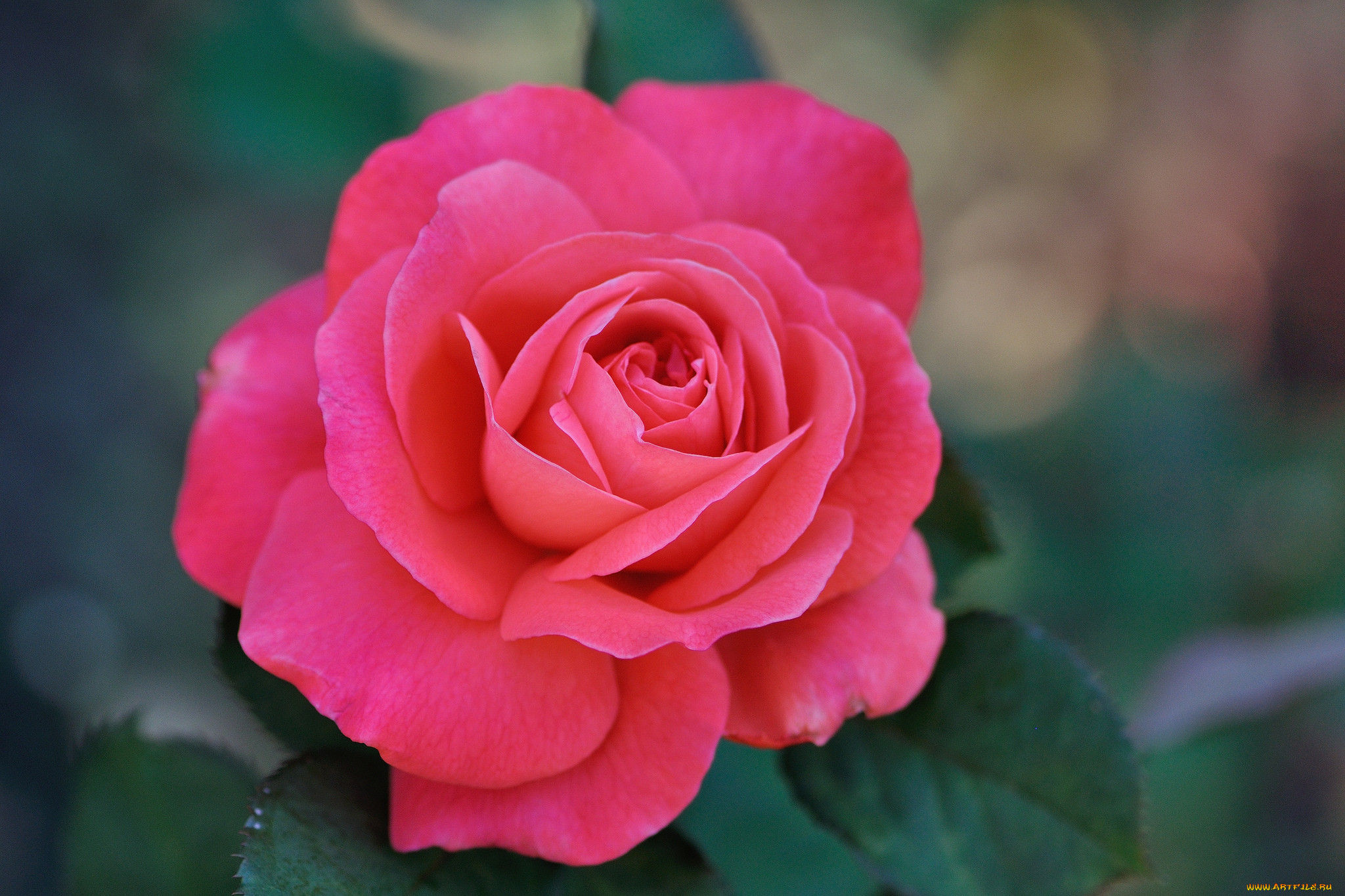 , , , , blossoms, , , , rose, bud, petals, leaves